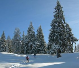 Verso Niwhitte