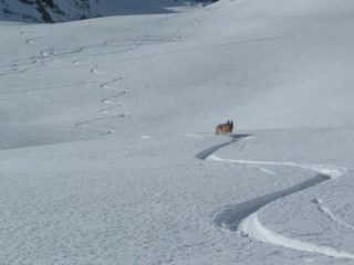 Kira in neve fresca