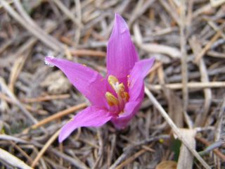 Crocus fiorito quota 2000 m. a metà febbraio