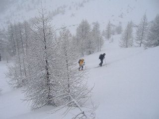 nel bosco...