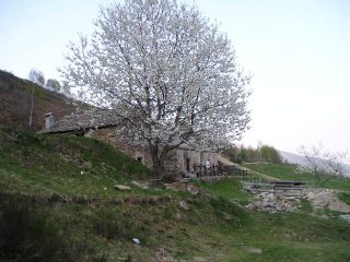 il ciliegio dell'alpe