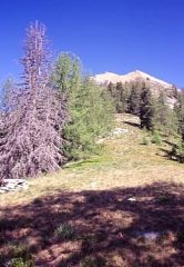 la vetta con la via di salita appena fuori del bosco