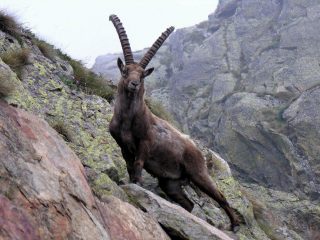 un piacevole incontro con uno stambecco nelle vicinanze del Colletto dell'Asino (20-5-2007)