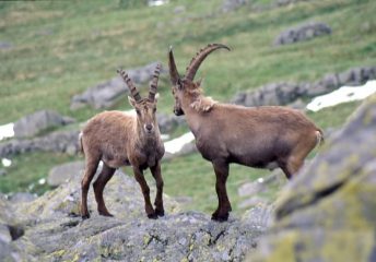 stambecchi attorno al rifugio di Andolla