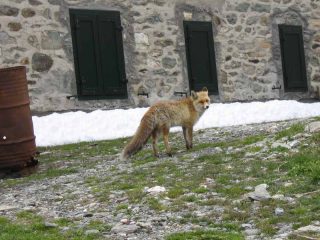 Un insolito ospite del rifugio