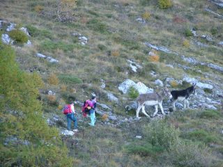 chi sono gli asinelli?