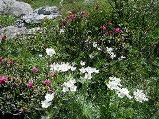 Fioritura nella conca della Gavietta