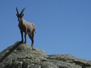 piacevole incontro prima del rifugio Giacoletti