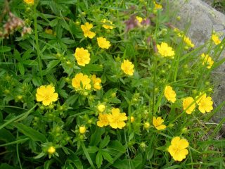 Fiori di Montagna.