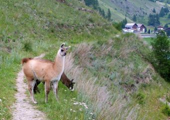 Quello che non ti aspetti: i lama