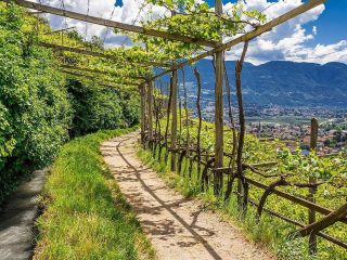 Sentiero tra i vigneti