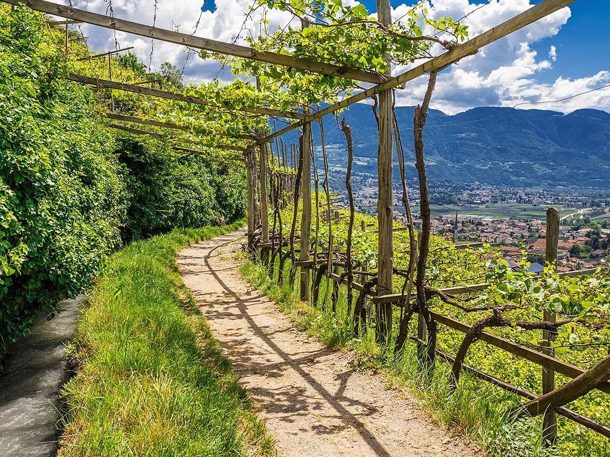 Sentiero tra i vigneti