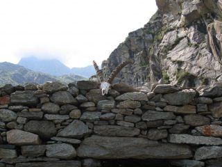 Il bel trofeo di stambecco adulto, sul muro della baita la Truna