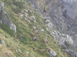 gli stambecchi ci osservano