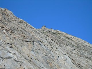 Camosci per le creste