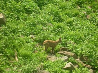 Uno stambecco del Parco