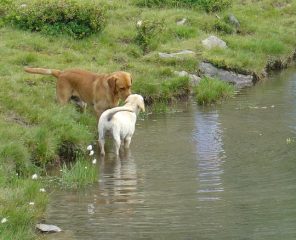 Nabè e Luna, indecisi se fare il bagno!?