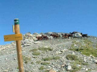 un gruppo di.... indigeni, nei pressi della vetta.