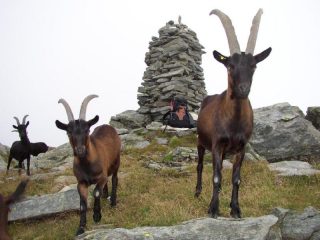 Cima Bonze invasa dalle capre e dalla nebbia.