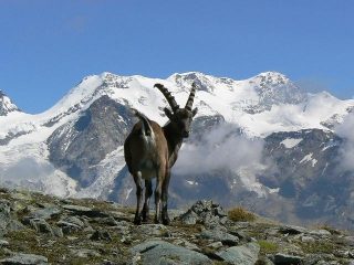 incontro lungo il sentiero