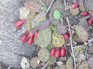 Vegetazione dell'ambiente roccioso.