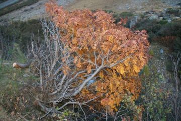 i colori autunnali sui cespugli al bordo del sentiero per il Rifugio Bezzi (6-10-2007)