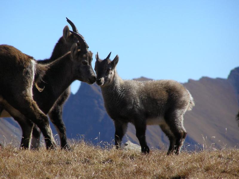 Giovani stambecchi al col Chavannes