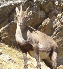 cucciolo curioso