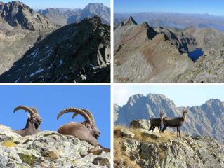 versante ENE, vista verso nord, stambecchi, camosci