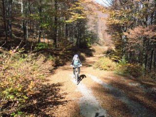 La prima parte della salita nel bosco di faggi