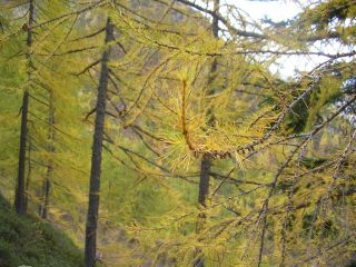 Colori d'autunno