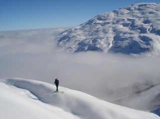 vista su testa di cervetto