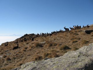 Un bel gregge di capre al Col Naverano