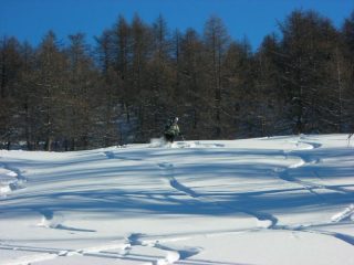 farina al cotolivier