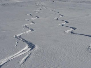 La farina dell'ungulato...