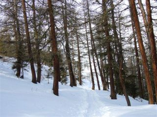 il bosco prima della fontana
