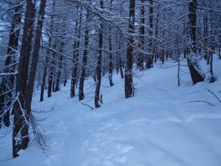 Sottobosco