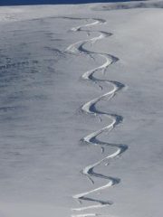 Zucchero canadese  ;-)