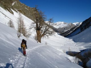 Davide ha appena superato il grande larice secolare 