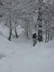 Il bosco verso Alpe Misanco