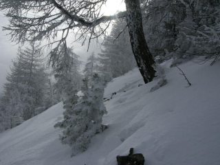 Nel bosco
