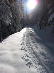 bosco delle navette