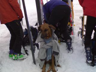 maia in vetta che aspetta paziente