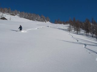 radura tra i larici