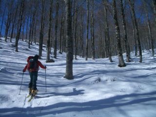 il magnifico bosco secolare del S.Rocco