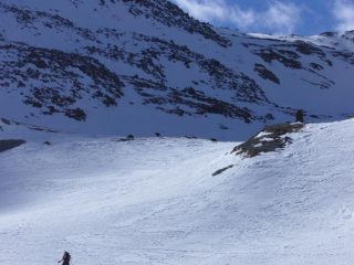 camosci al pascolo