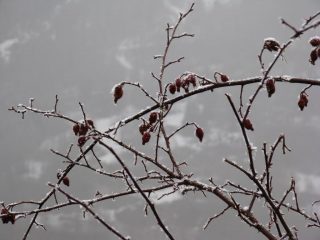 rose canine innevate