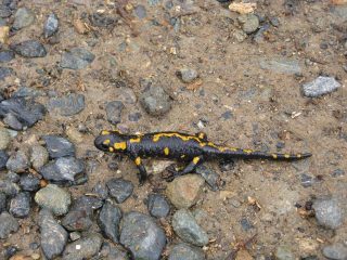 un abitante del luogo