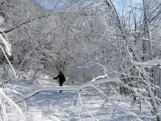 Nel bosco incantato