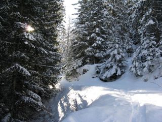 Nel bosco primaverile